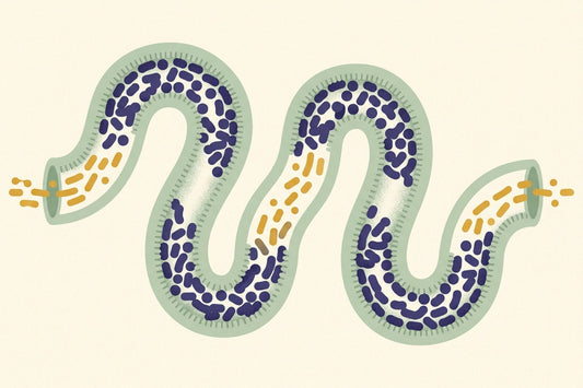 Illustration of a winding section of gut. Its sage green walls are lined with a settled community of indigo bacteria, while a stream of honey gold bacteria enters at one end, travels through the middle and leaves at the other.