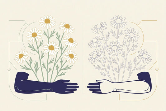 Chamomile flowers in two groups facing each other across a gap, one group fully drawn and the other as pale outlines