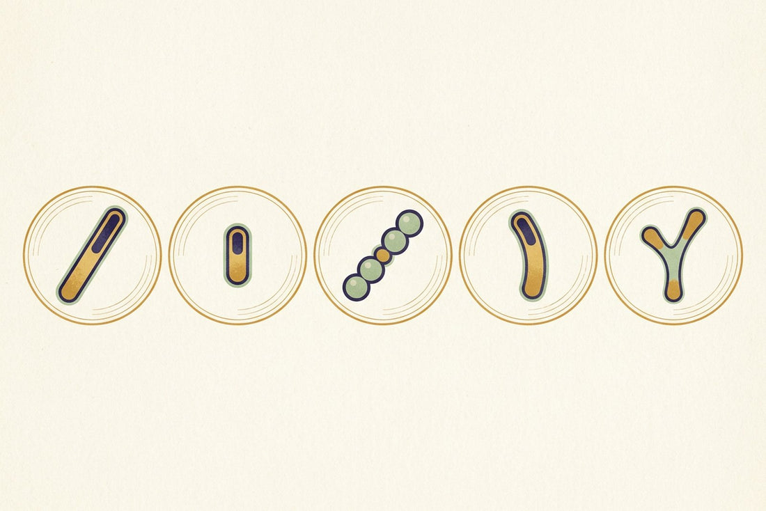 Five circular specimen portraits in a row, each showing a bacterium of a different shape: a long rod, a short rod, a chain of spheres, a curved rod and a branched form