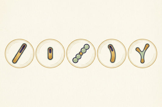 Five circular specimen portraits in a row, each showing a bacterium of a different shape: a long rod, a short rod, a chain of spheres, a curved rod and a branched form