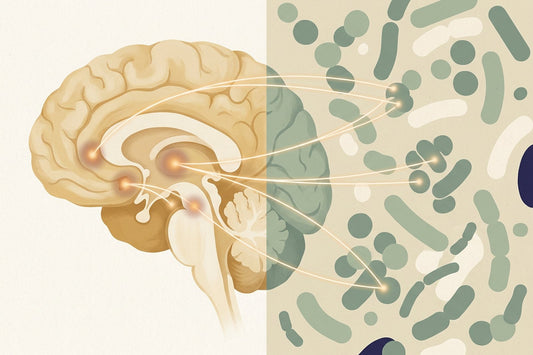 Editorial illustration: a human brain in profile on the left with three highlighted regions, gut bacteria on the right, and fine lines connecting the two