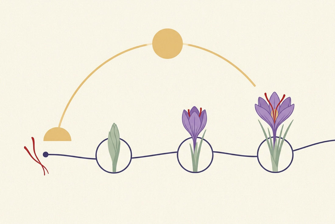 Illustration of a timeline: a saffron thread, then a crocus bud, a half-open crocus and a fully open crocus with crimson stigmas, under a sun rising across the weeks