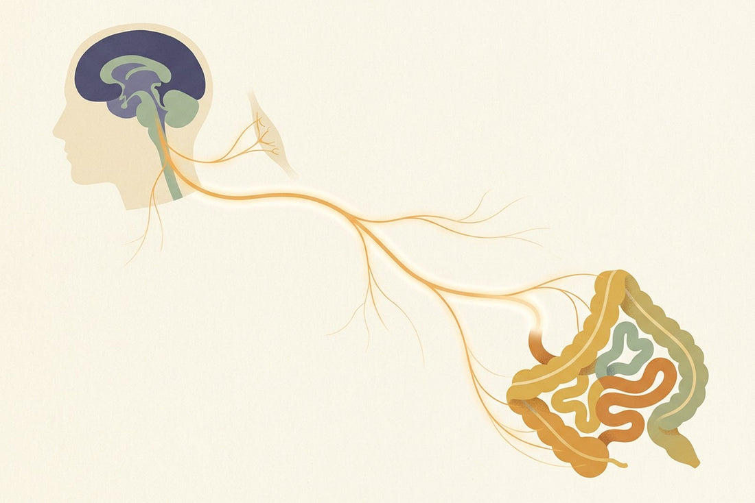 Diagram: a human head in profile joined to a stylised intestine by one long branching nerve line, representing the vagus nerve