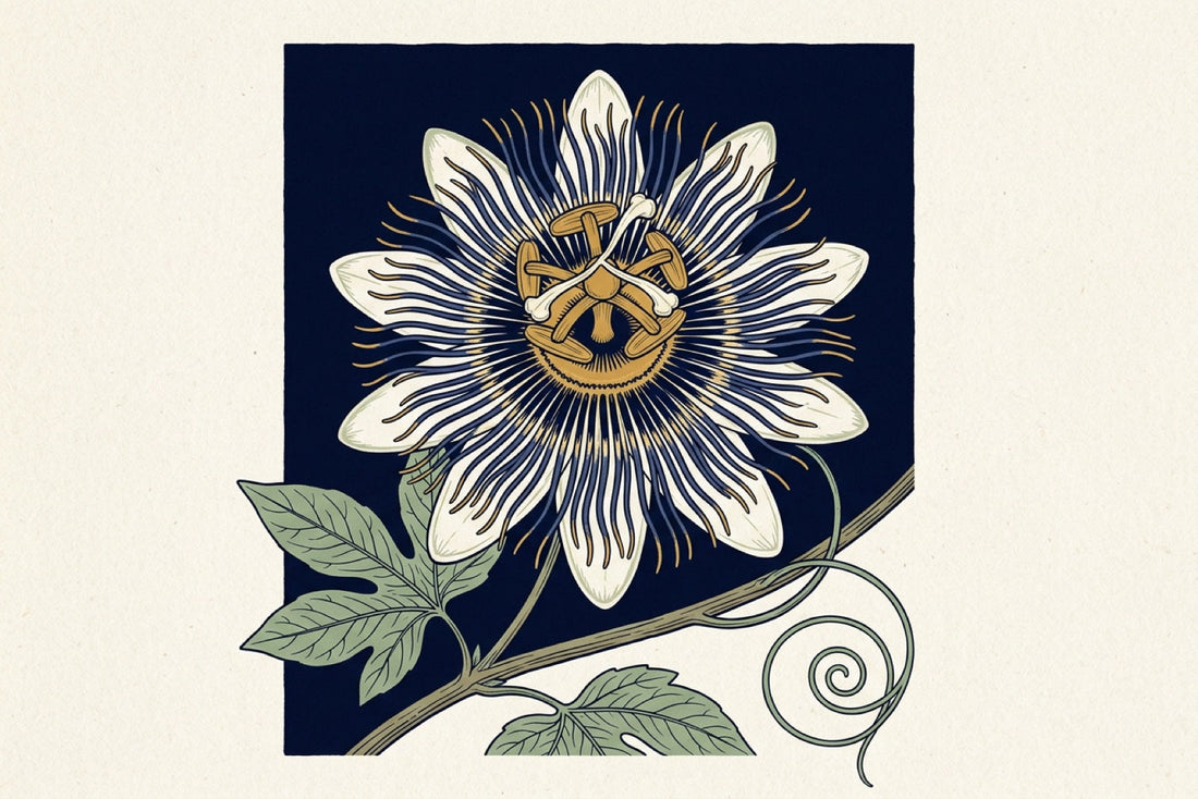 A single passionflower bloom in botanical detail, its radiating corona of fine filaments spread wide, with the climbing vine and a tendril below, against a deep indigo night