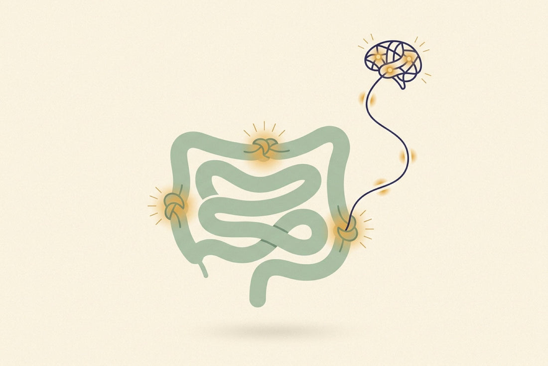A looping coil of intestine in soft sage with small glowing honey-gold knots along it, and a fine indigo line carrying golden pulses up to a small brain in the corner