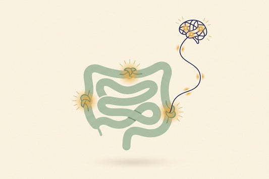 A looping coil of intestine in soft sage with small glowing honey-gold knots along it, and a fine indigo line carrying golden pulses up to a small brain in the corner