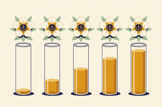 Five identical Leptospermum blossoms in a row, each above a tall vessel filled to a very different depth with amber