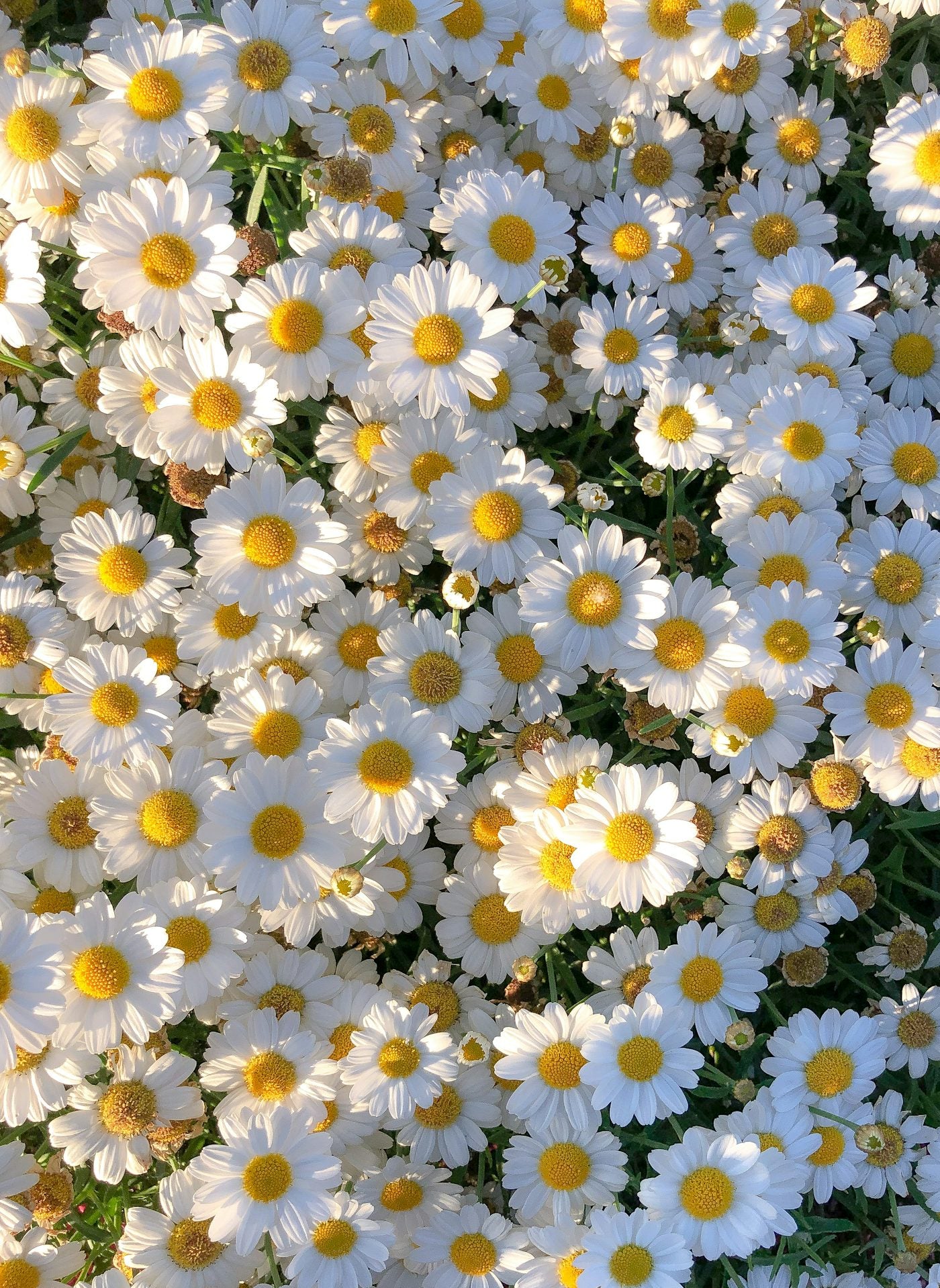 White chamomile-type flowers