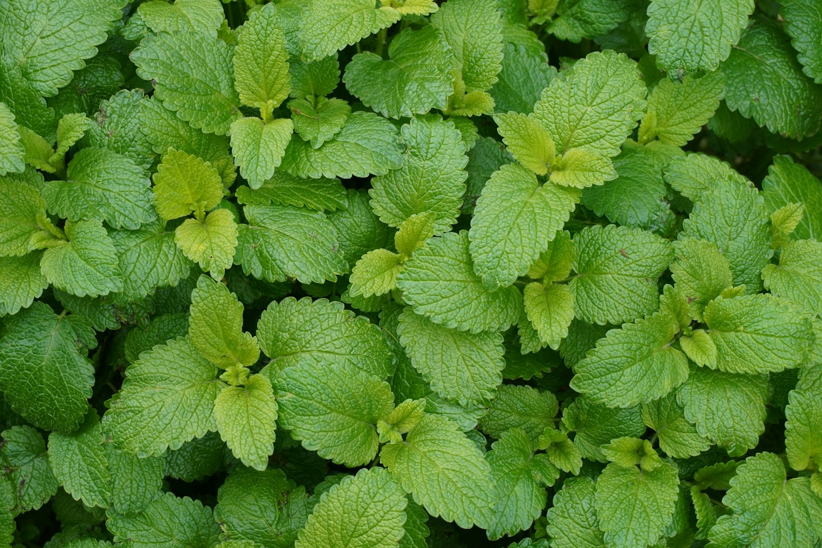 Lemon balm leaves