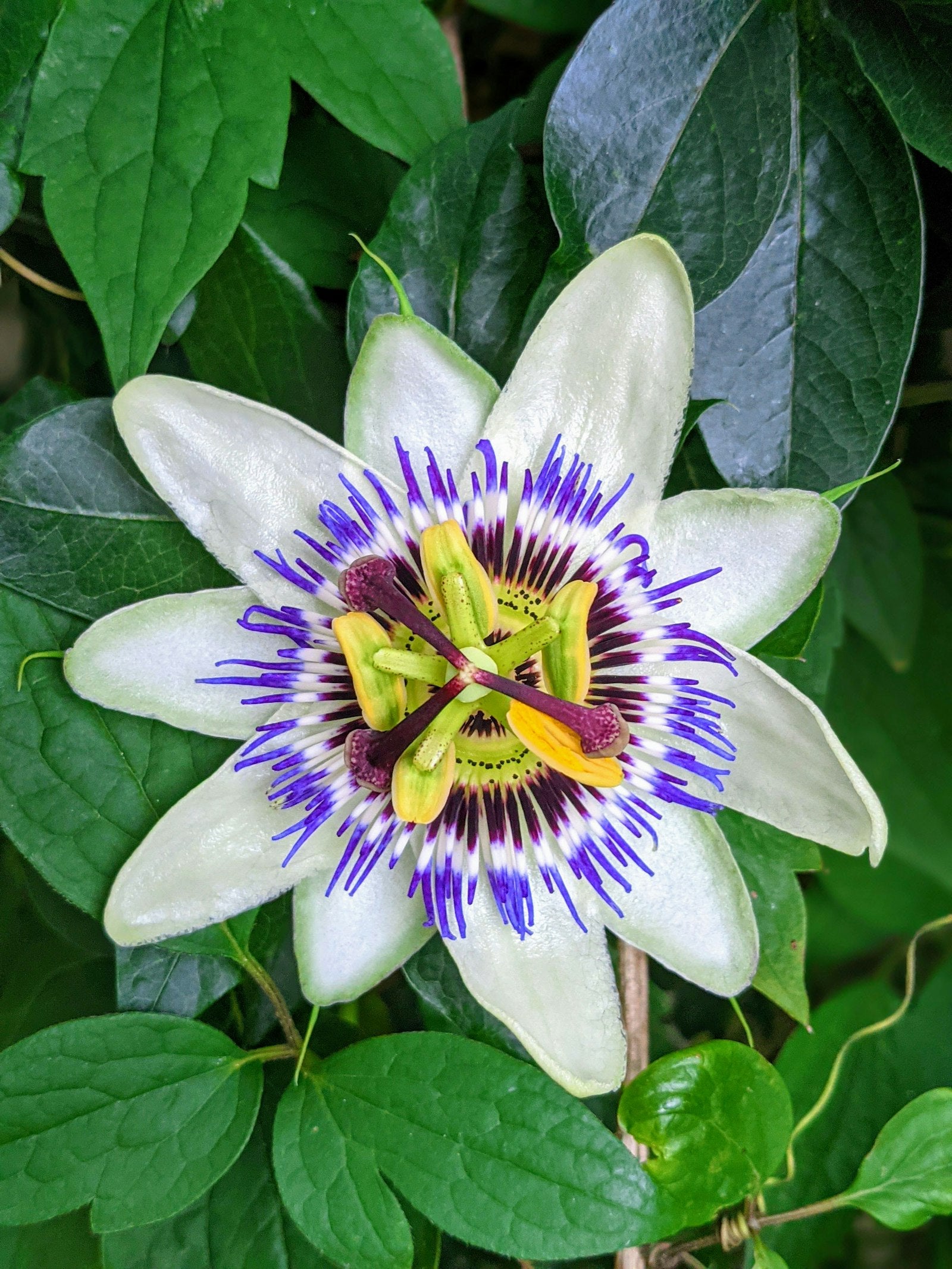 A passionflower bloom